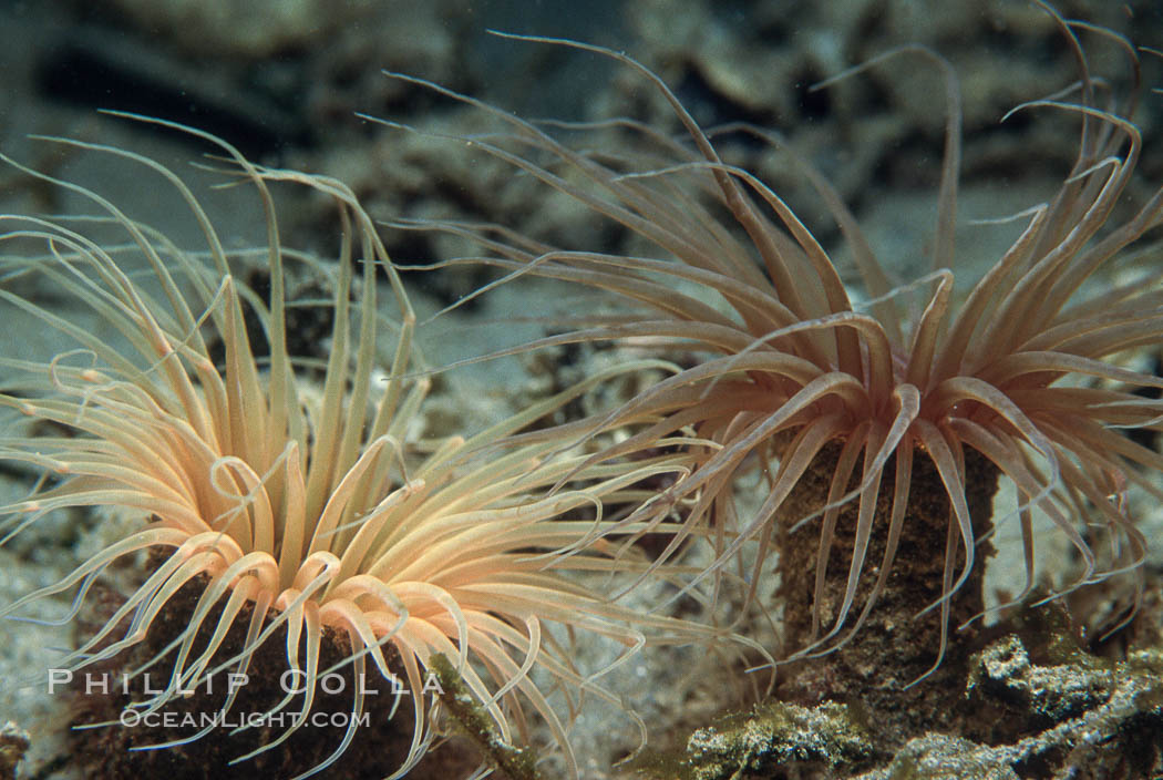 Tube anemone. La Jolla, California, USA, Pachycerianthus fimbriatus, natural history stock photograph, photo id 05306