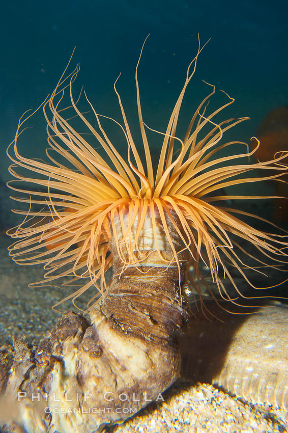 Tube anemone., Pachycerianthus fimbriatus, natural history stock photograph, photo id 14046