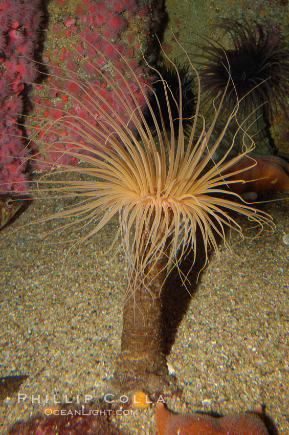 Tube anemone., Pachycerianthus fimbriatus, natural history stock photograph, photo id 08939