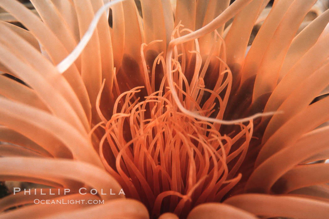 Tube anemone mouth. La Jolla, California, USA, Pachycerianthus fimbriatus, natural history stock photograph, photo id 02481