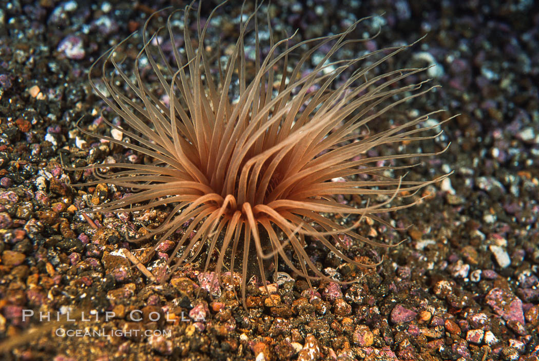 Tube anemone. La Jolla, California, USA, Pachycerianthus fimbriatus, natural history stock photograph, photo id 05325