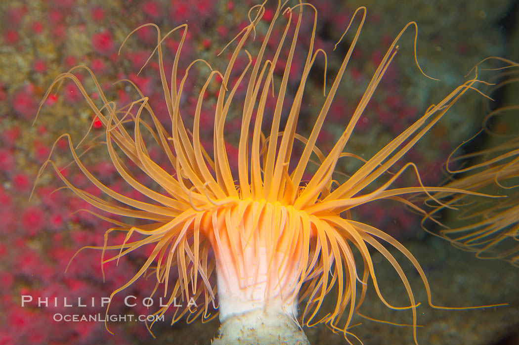 Tube anemone., Pachycerianthus fimbriatus, natural history stock photograph, photo id 14049