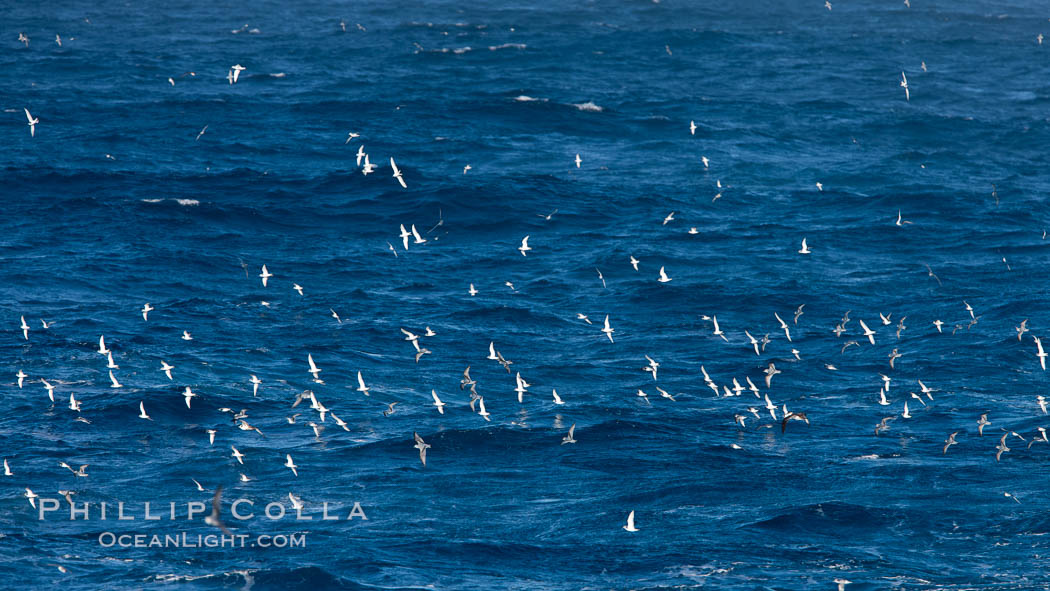 Prions in flight, gathering on the open sea in a feeding aggregation.  Prions are small petrel birds, typically feeding on small crustacea such as copepods, ostracods, decapods, and krill, as well as some fish.  They are about 12" in length. Southern Ocean, Pachyptila, natural history stock photograph, photo id 24091