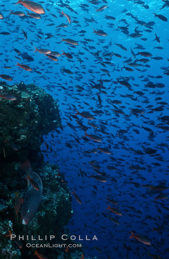 Pacific creolefish. Cousins, Galapagos Islands, Ecuador, Paranthias colonus, natural history stock photograph, photo id 07054