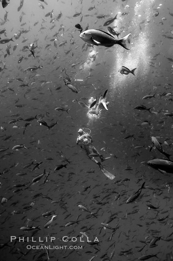 A SCUBA diver is immersed in an enormous school of Pacific creolefish, black and white / grainy. Darwin Island, Galapagos Islands, Ecuador, Paranthias colonus, natural history stock photograph, photo id 16442