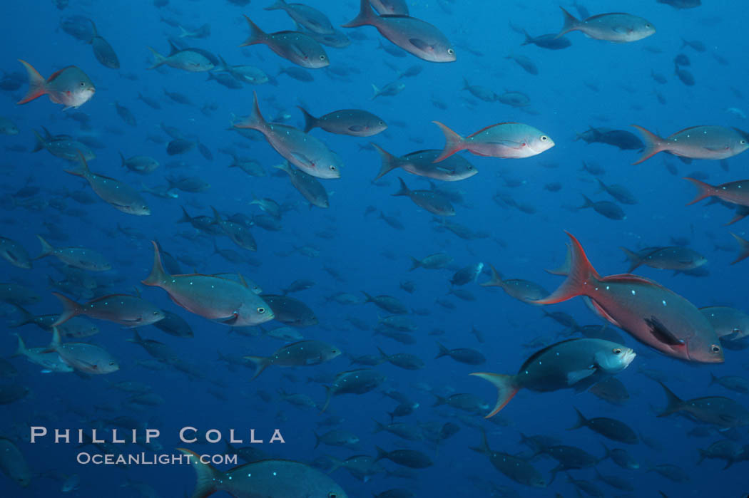 Pacific creolefish. Cousins, Galapagos Islands, Ecuador, Paranthias colonus, natural history stock photograph, photo id 02738