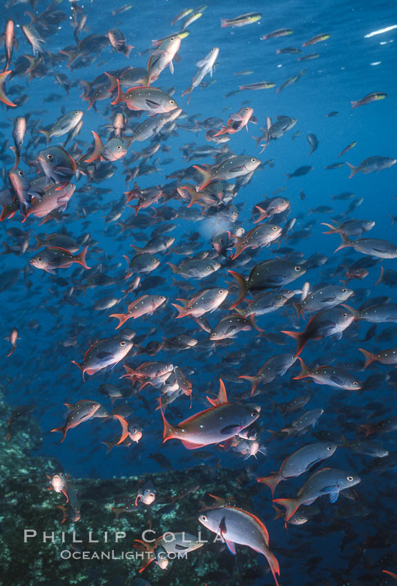 Pacific creolefish. Cousins, Galapagos Islands, Ecuador, Paranthias colonus, natural history stock photograph, photo id 05108