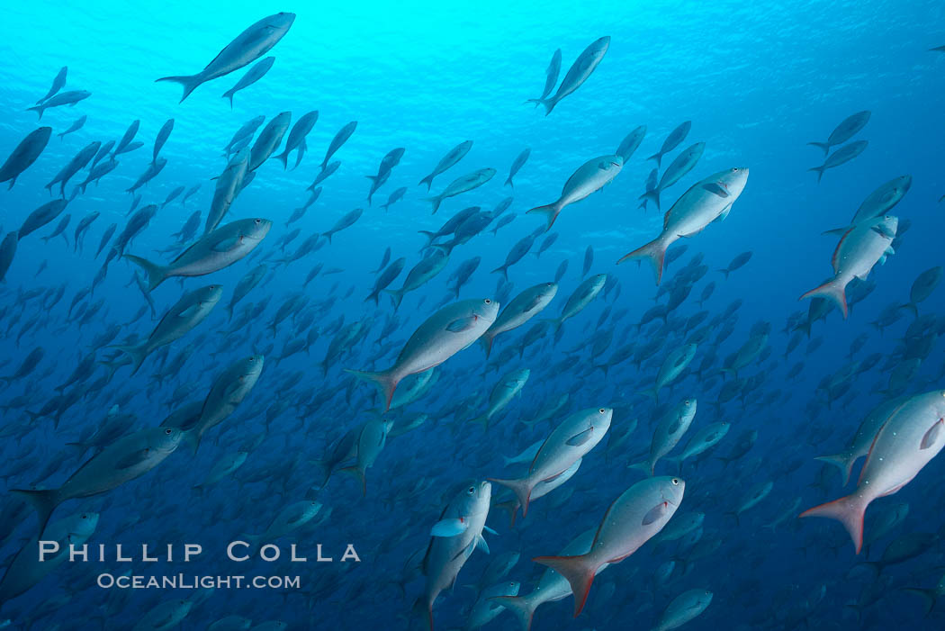 Pacific creolefish form immense schools and are a source of food for predatory fishes. Darwin Island, Galapagos Islands, Ecuador, Paranthias colonus, natural history stock photograph, photo id 16440