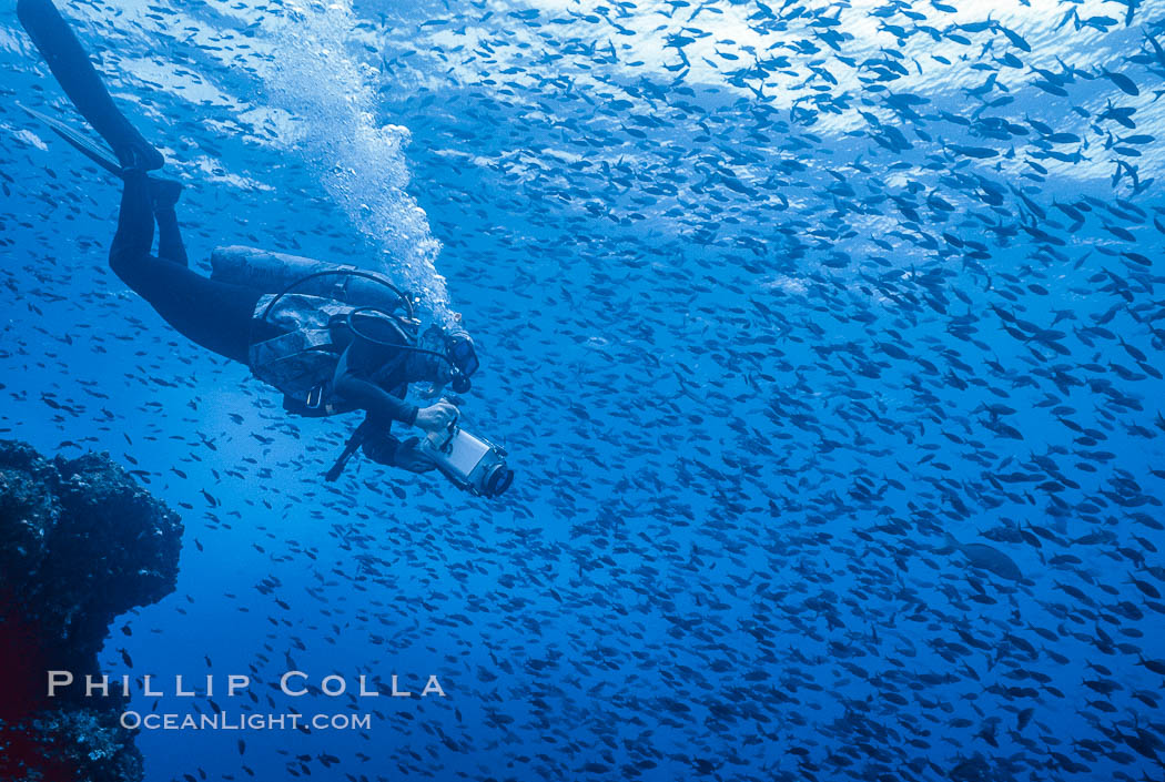 Pacific creolefish. Cousins, Galapagos Islands, Ecuador, Paranthias colonus, natural history stock photograph, photo id 05105