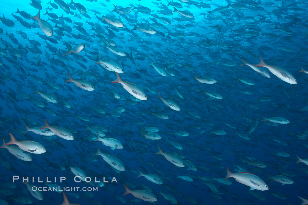 Pacific creolefish form immense schools and are a source of food for predatory fishes. Darwin Island, Galapagos Islands, Ecuador, Paranthias colonus, natural history stock photograph, photo id 16437