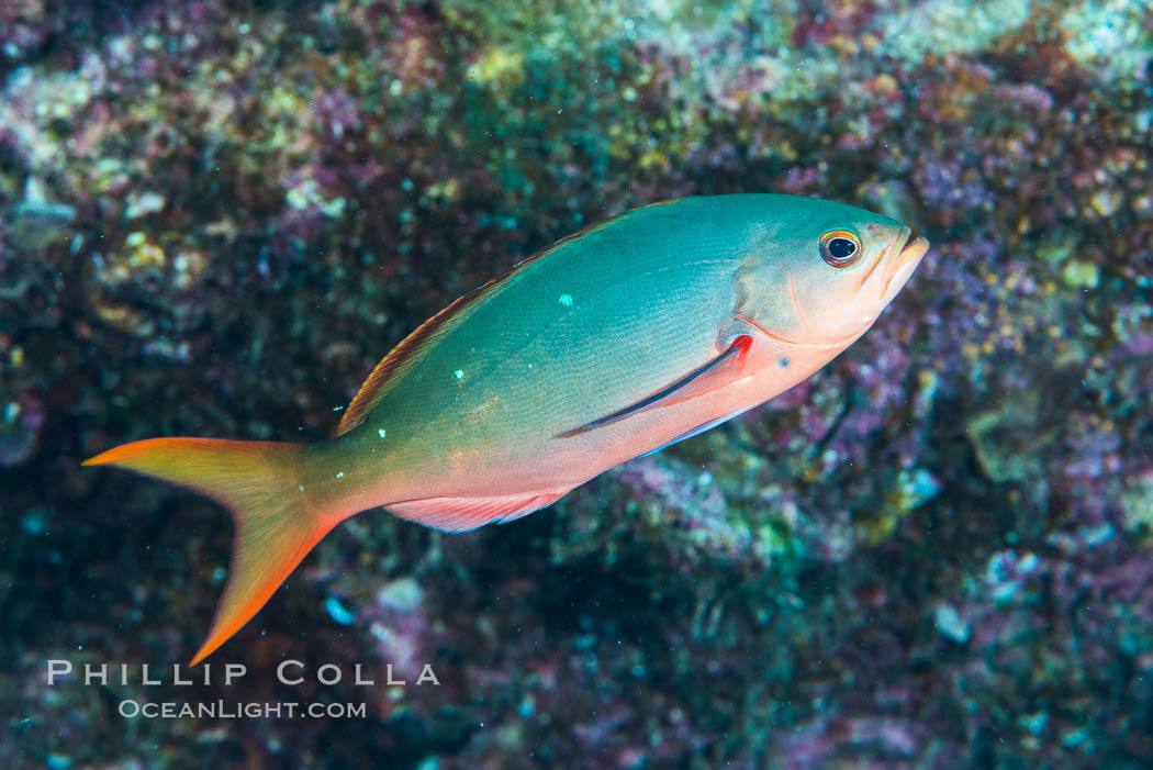 Pacific creolefish, Paranthias colonus, Sea of Cortez. Isla San Diego, Baja California, Mexico, natural history stock photograph, photo id 33523