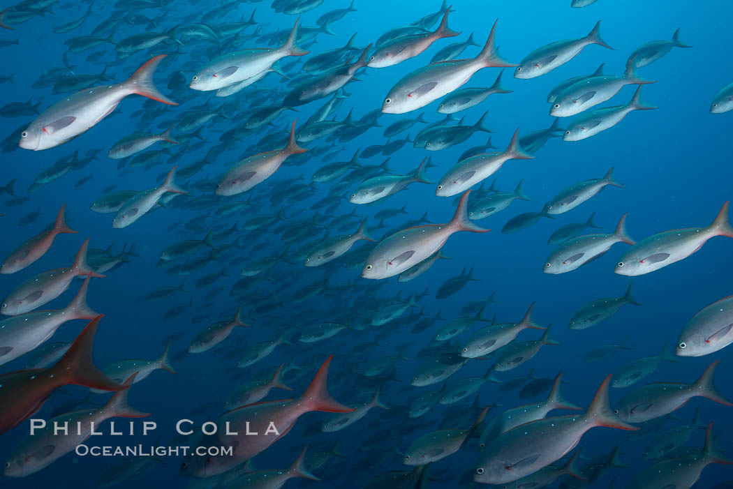 Pacific creolefish form immense schools and are a source of food for predatory fishes. Darwin Island, Galapagos Islands, Ecuador, Paranthias colonus, natural history stock photograph, photo id 16436