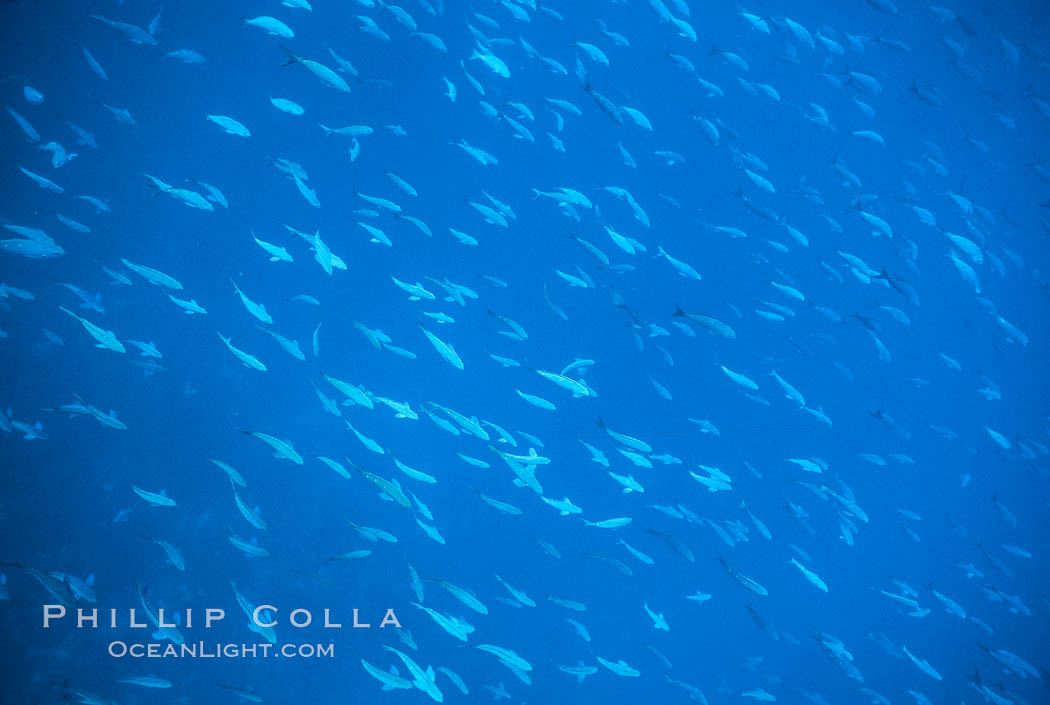 Schooling Pacific Creolefish, Darwin. Darwin Island, Galapagos Islands, Ecuador, Paranthias colonus, natural history stock photograph, photo id 01887