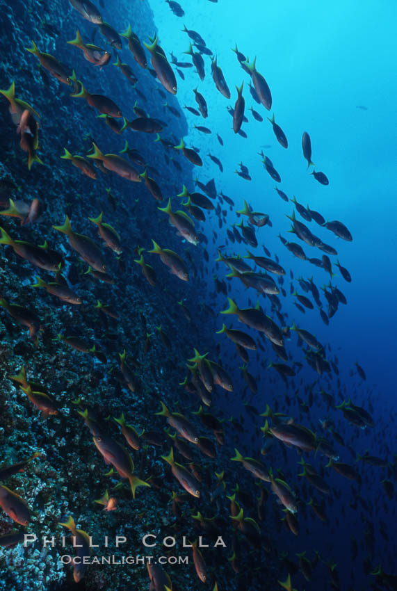 Pacific creolefish. Cousins, Galapagos Islands, Ecuador, Paranthias colonus, natural history stock photograph, photo id 05763