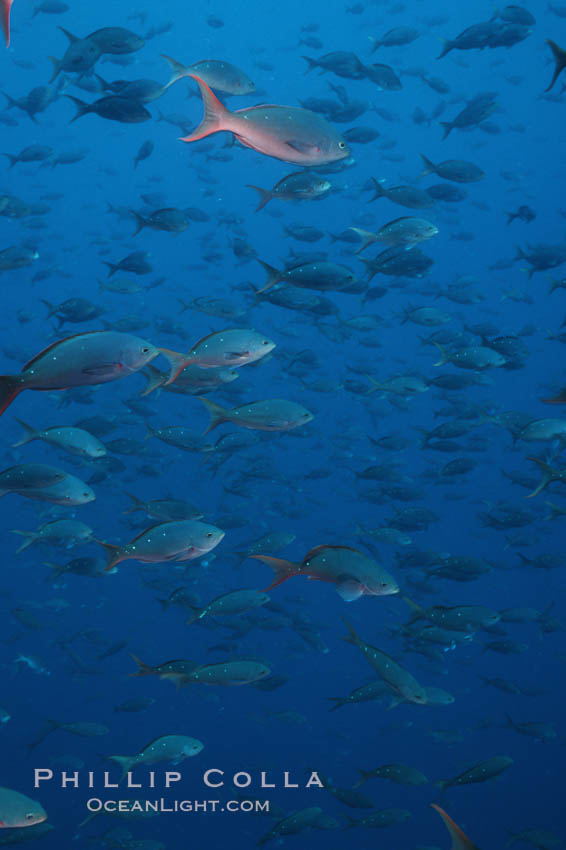 Pacific creolefish. Cousins, Galapagos Islands, Ecuador, Paranthias colonus, natural history stock photograph, photo id 07057