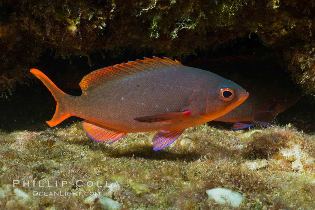 Pacific creolefish, Sea of Cortez, Baja California, Mexico., Paranthias colonus, natural history stock photograph, photo id 27501
