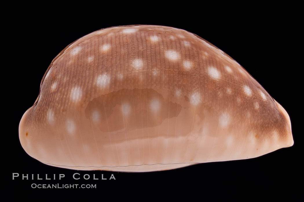 Pacific Deer Cowrie., Cypraea vitellus, natural history stock photograph, photo id 08335
