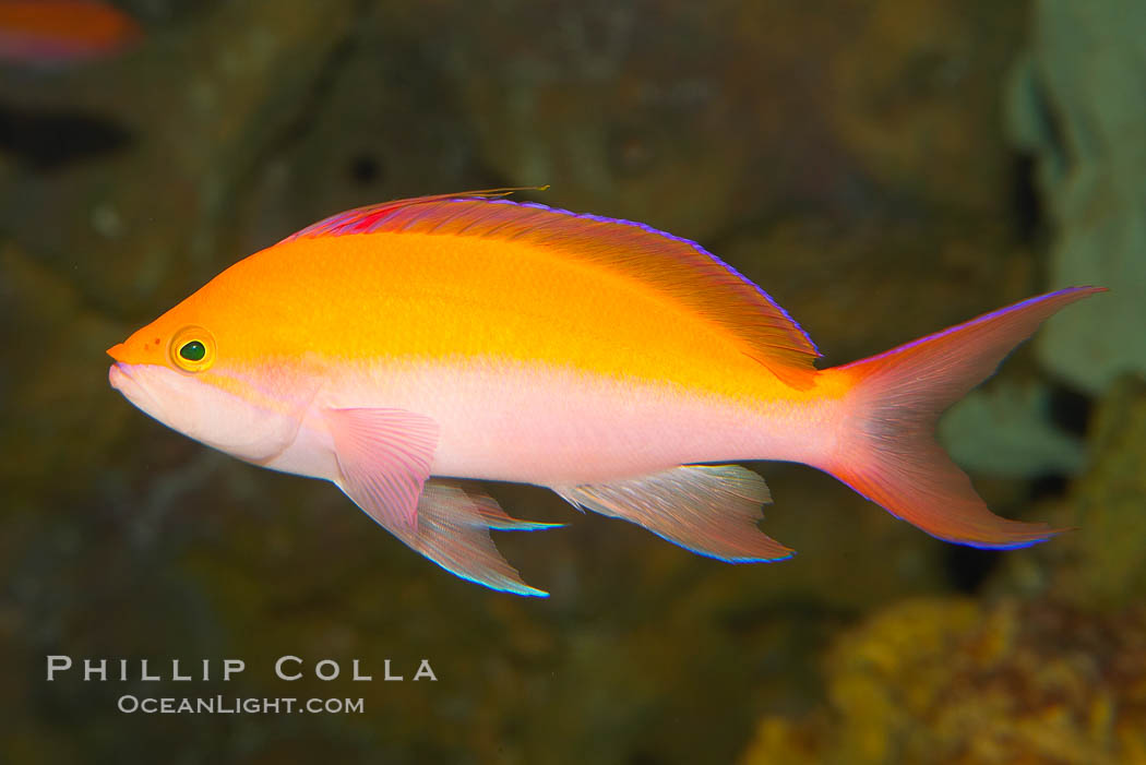 Pacific flame anthias., Pseudanthias dispar, natural history stock photograph, photo id 12860