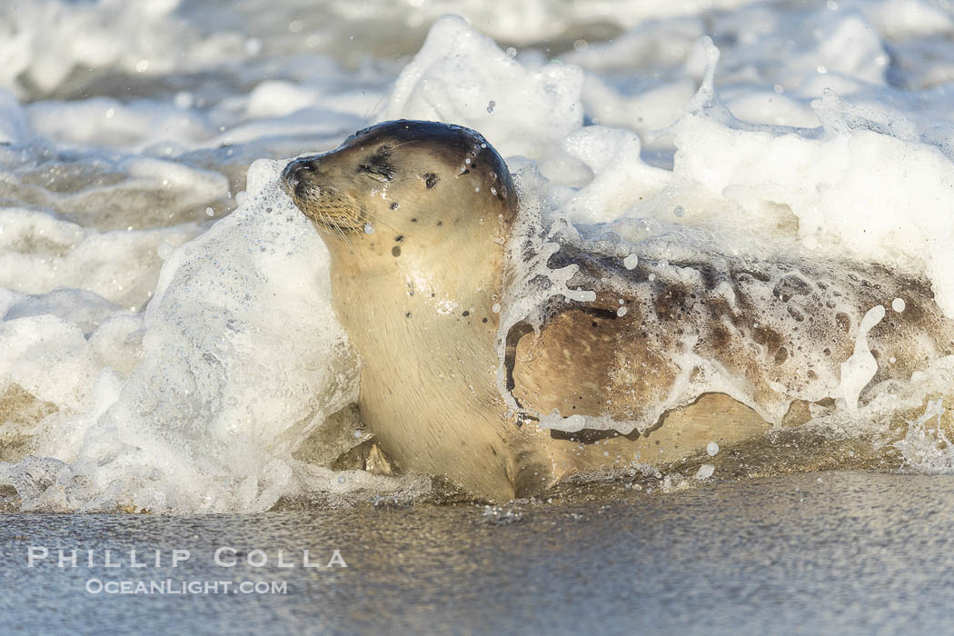 Pacific Harbor Seal on the Beach at Children's Pool in La Jolla. California, USA, Phoca vitulina richardsi, natural history stock photograph, photo id 39048