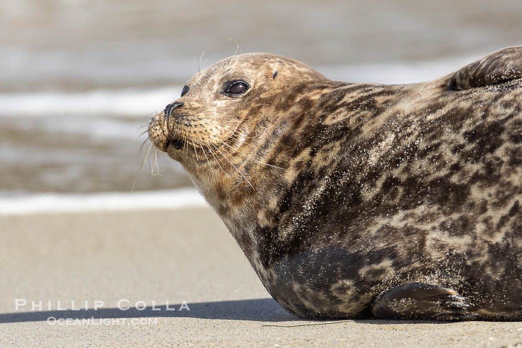 Pacific Harbor Seal on the Beach at Children's Pool. La Jolla, California, USA, Phoca vitulina richardsi, natural history stock photograph, photo id 39052