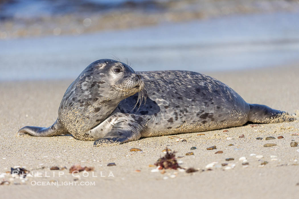 Pacific harbor seal at the Childrens Pool. La Jolla, California. USA, natural history stock photograph, photo id 38466