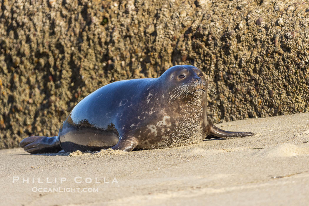 Pacific harbor seal at the Childrens Pool. La Jolla, California. USA, natural history stock photograph, photo id 38463