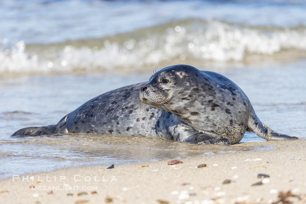 Pacific harbor seal at the Childrens Pool. La Jolla, California. USA, natural history stock photograph, photo id 38465