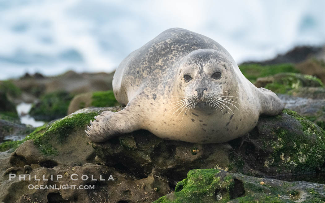 Pacific Harbor Seal Hauled Out on Rocky Reef, San Diego. La Jolla, California, USA, Phoca vitulina richardsi, natural history stock photograph, photo id 41007