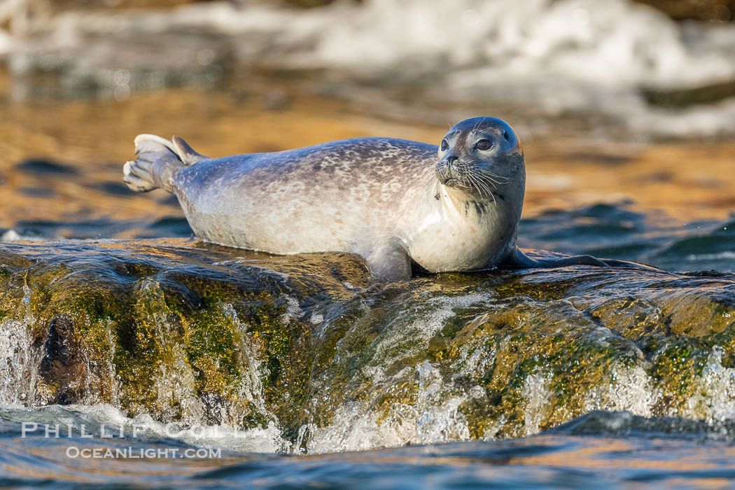 Pacific Harbor Seal Hauled on on Rocks at low tide, La Jolla's Children's Pool., Phoca vitulina richardsi, natural history stock photograph, photo id 40754