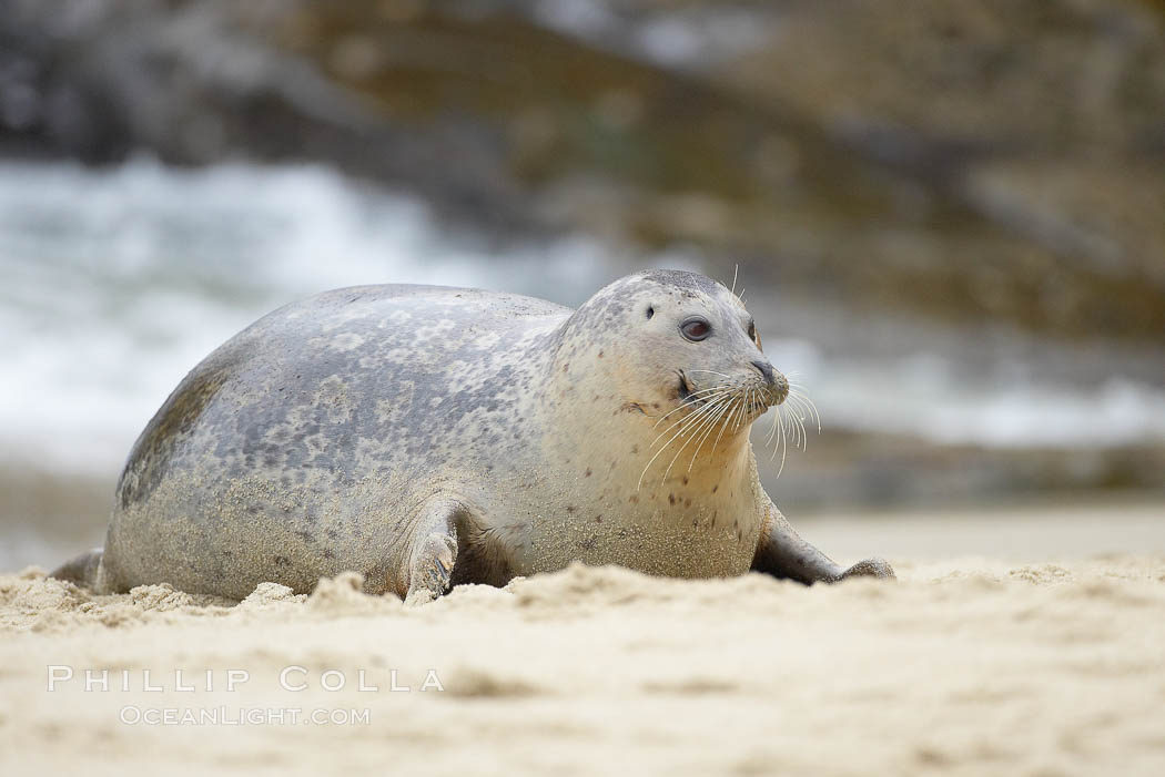 Pacific harbor seal, Phoca vitulina richardsi photo, La Jolla, California