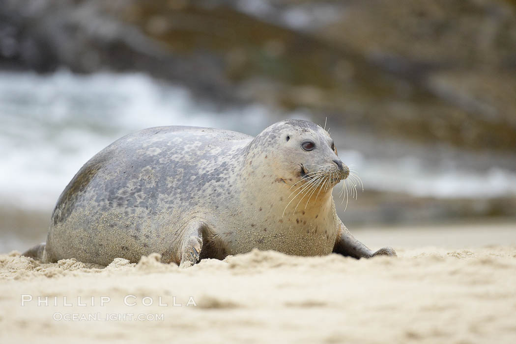 Pacific harbor seal. La Jolla, California, USA, Phoca vitulina richardsi, natural history stock photograph, photo id 20458