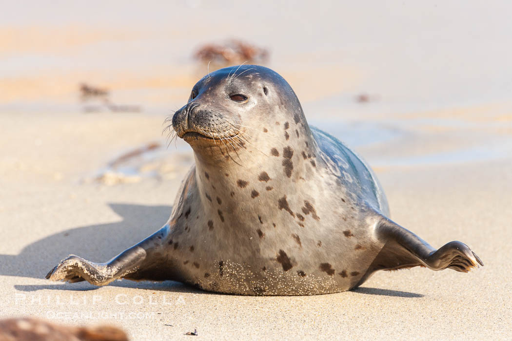 Pacific harbor seal, an sand at the edge of the sea. La Jolla, California, USA, Phoca vitulina richardsi, natural history stock photograph, photo id 26326