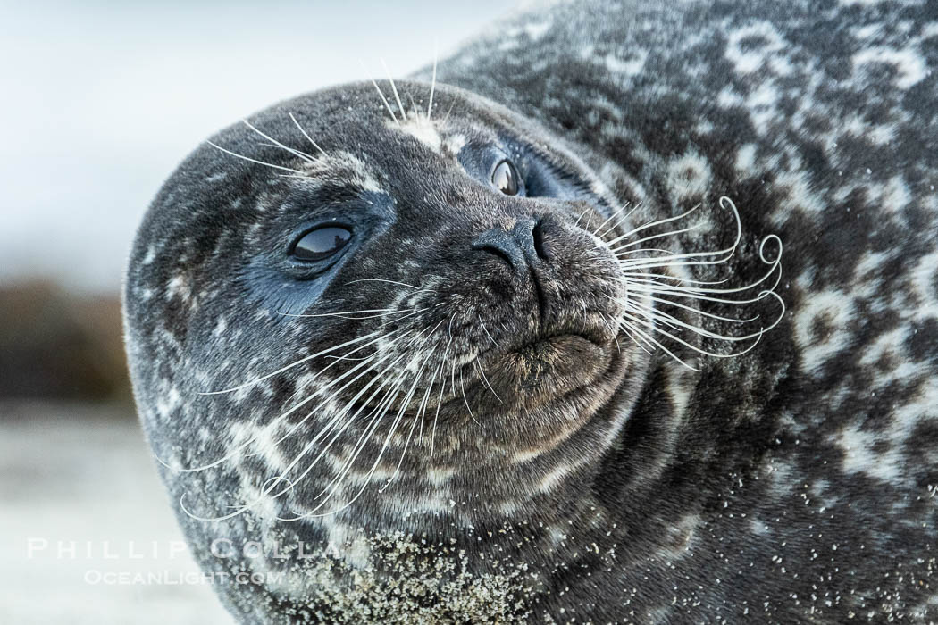 Pacific Harbor Seal in La Jolla's Children's Pool. California, USA, Phoca vitulina richardsi, natural history stock photograph, photo id 40695