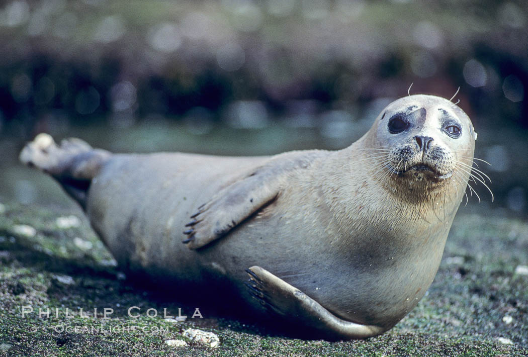 A Pacific harbor seal hauls out on a rock.  This group of harbor seals, which has formed a breeding colony at a small but popular beach near San Diego, is at the center of considerable controversy.  While harbor seals are protected from harassment by the Marine Mammal Protection Act and other legislation, local interests would like to see the seals leave so that people can resume using the beach. La Jolla, California, USA, Phoca vitulina richardsi, natural history stock photograph, photo id 03010