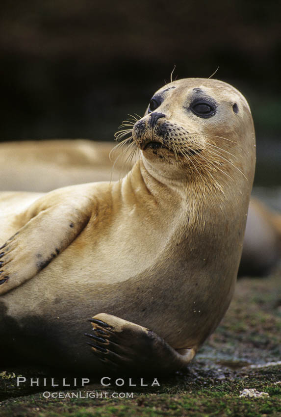 A Pacific harbor seal hauls out on a rock.  This group of harbor seals, which has formed a breeding colony at a small but popular beach near San Diego, is at the center of considerable controversy.  While harbor seals are protected from harassment by the Marine Mammal Protection Act and other legislation, local interests would like to see the seals leave so that people can resume using the beach. La Jolla, California, USA, Phoca vitulina richardsi, natural history stock photograph, photo id 03011