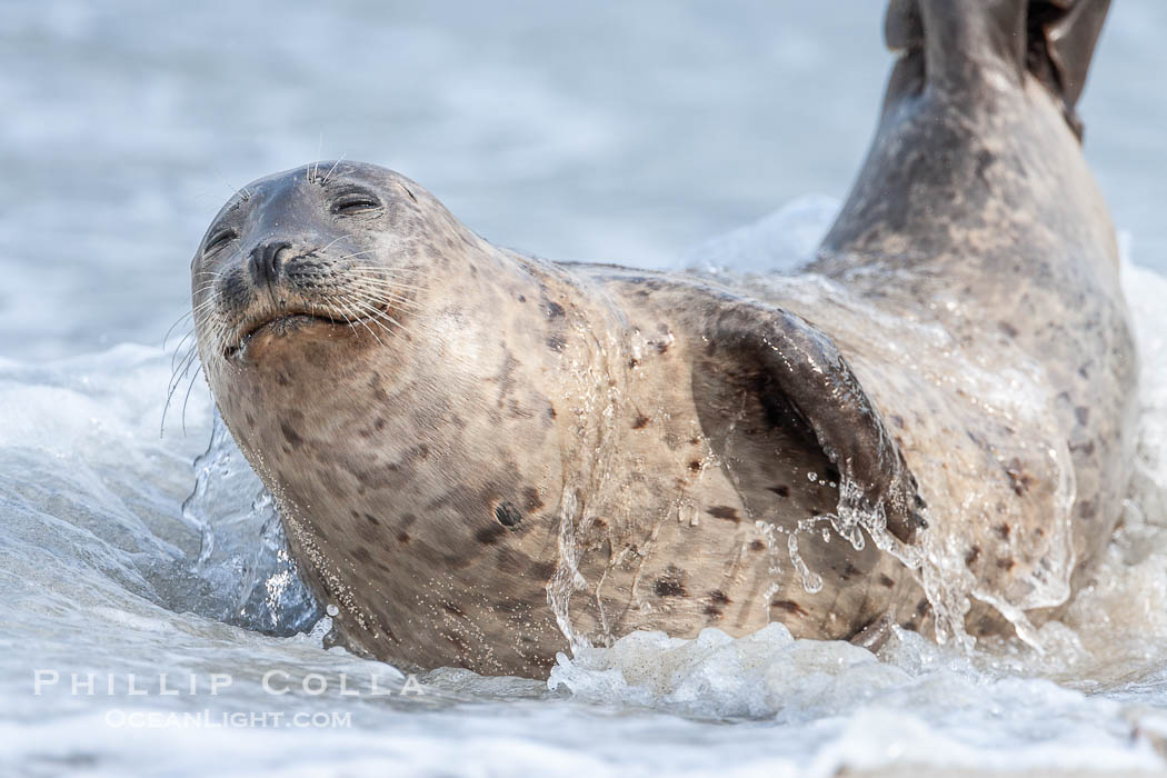 Pacific harbor seal. La Jolla, California, USA, Phoca vitulina richardsi, natural history stock photograph, photo id 15751