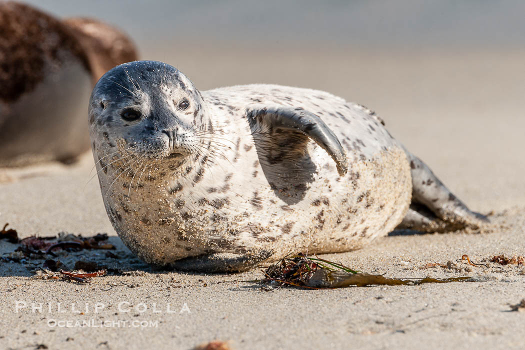 Pacific harbor seal pup. La Jolla, California, USA, Phoca vitulina richardsi, natural history stock photograph, photo id 15763