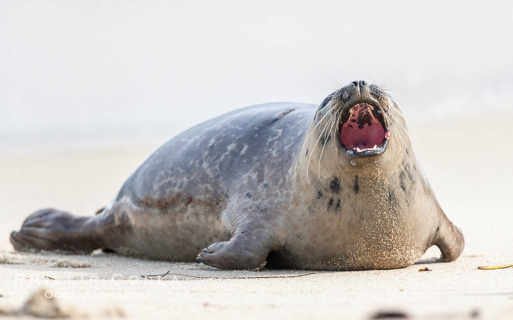 Pacific harbor seal. La Jolla, California, USA, Phoca vitulina richardsi, natural history stock photograph, photo id 15767
