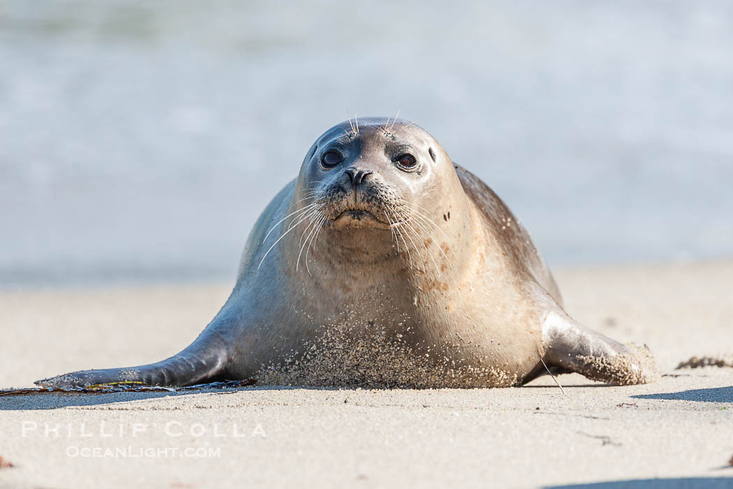 Pacific harbor seal. La Jolla, California, USA, Phoca vitulina richardsi, natural history stock photograph, photo id 15779