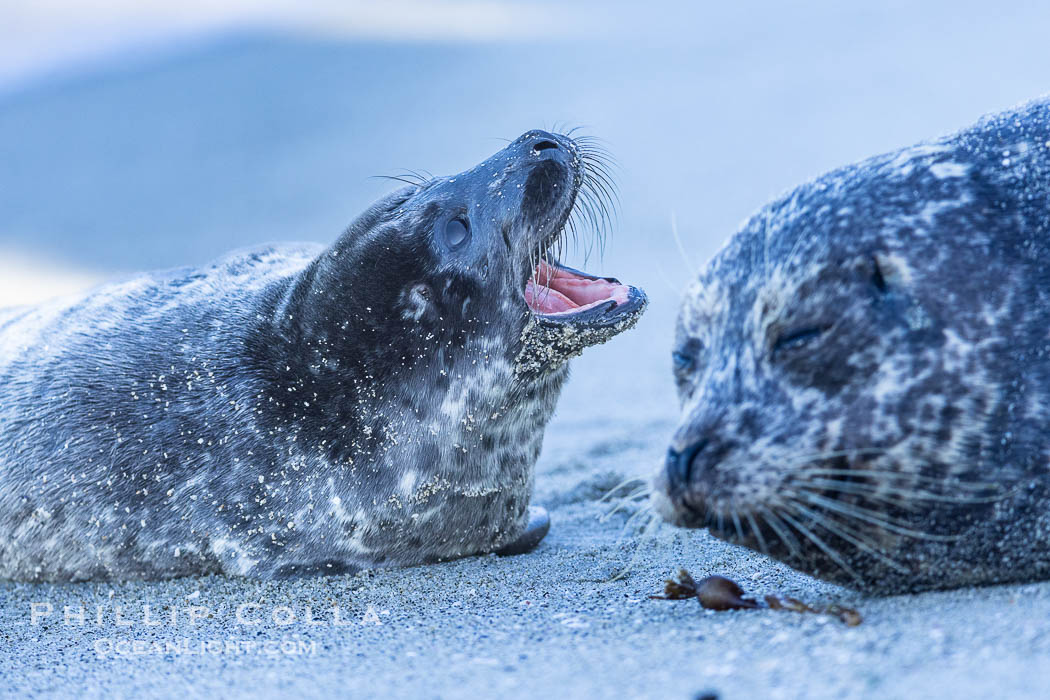 Pacific Harbor Seal Mother and Pup on the Beach in San Diego. They will remain close for four to six weeks until the pup is weaned from its mother's milk., Phoca vitulina richardsi, natural history stock photograph, photo id 40210