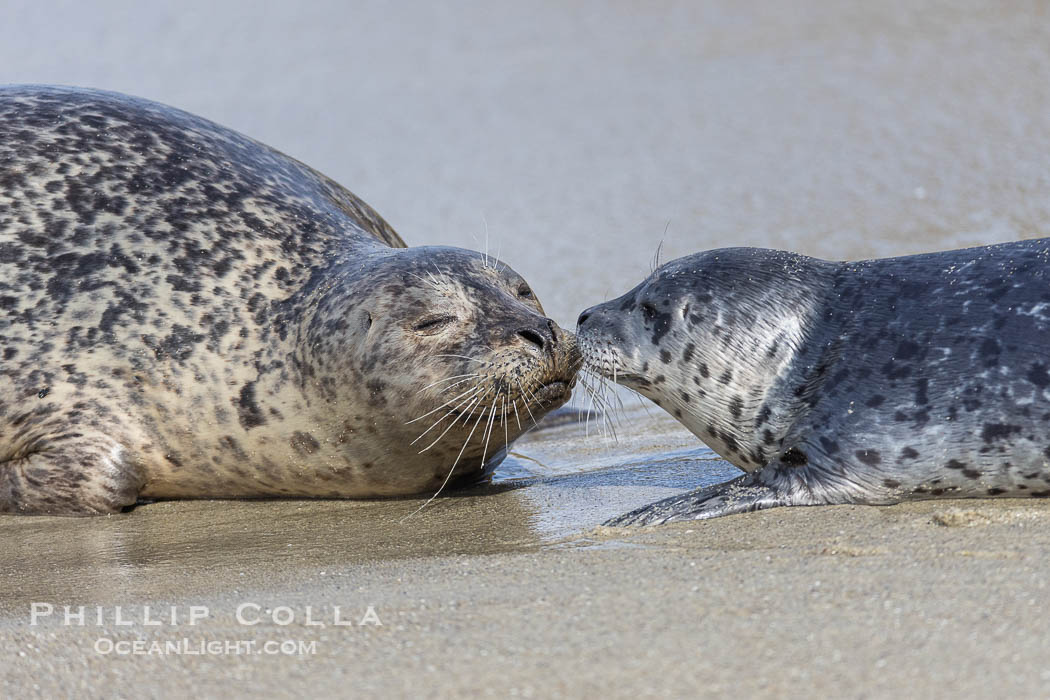 Pacific Harbor Seal Mother and Pup on the Beach in San Diego. They will remain close for four to six weeks until the pup is weaned from its mother's milk. La Jolla, California, USA, Phoca vitulina richardsi, natural history stock photograph, photo id 40224