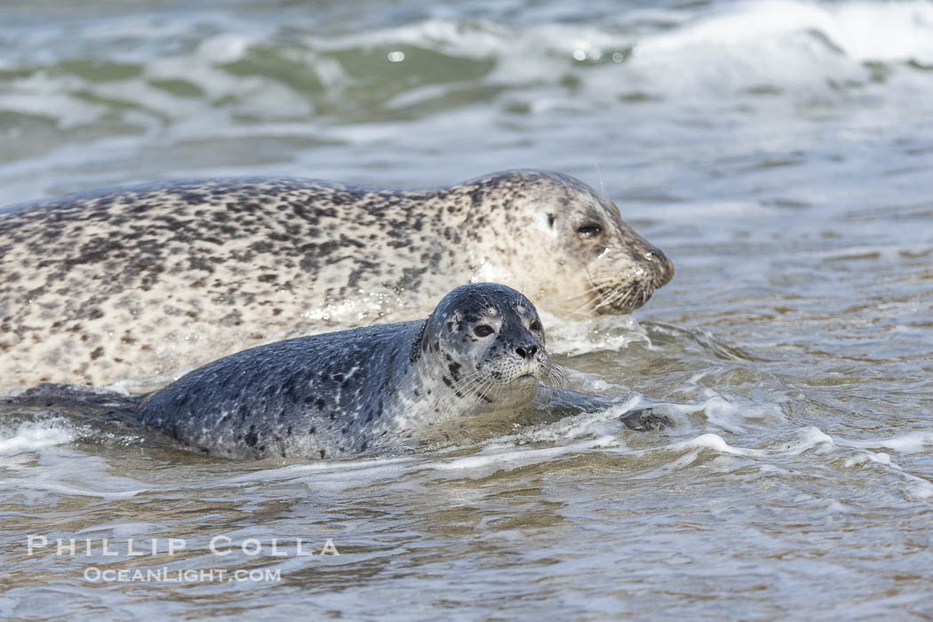 Pacific Harbor Seal Mother and Pup on the Beach in San Diego. They will remain close for four to six weeks until the pup is weaned from its mother's milk., Phoca vitulina richardsi, natural history stock photograph, photo id 40223