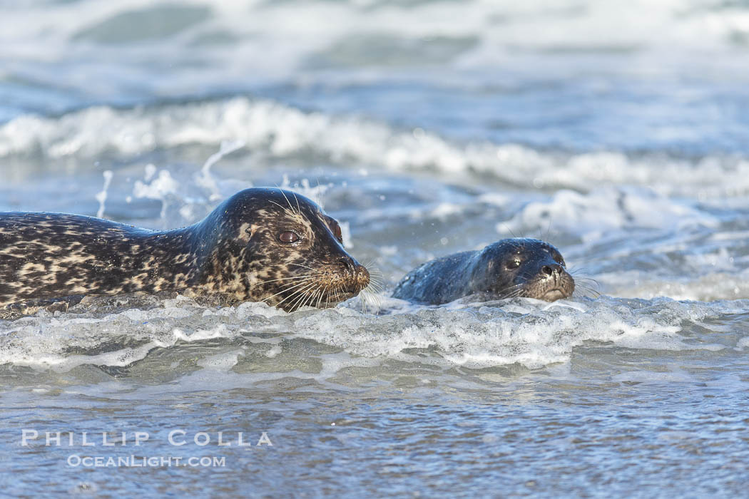 Pacific Harbor Seal Mother and Pup on the Beach in San Diego. They will remain close for four to six weeks until the pup is weaned from its mother's milk. La Jolla, California, USA, Phoca vitulina richardsi, natural history stock photograph, photo id 40209