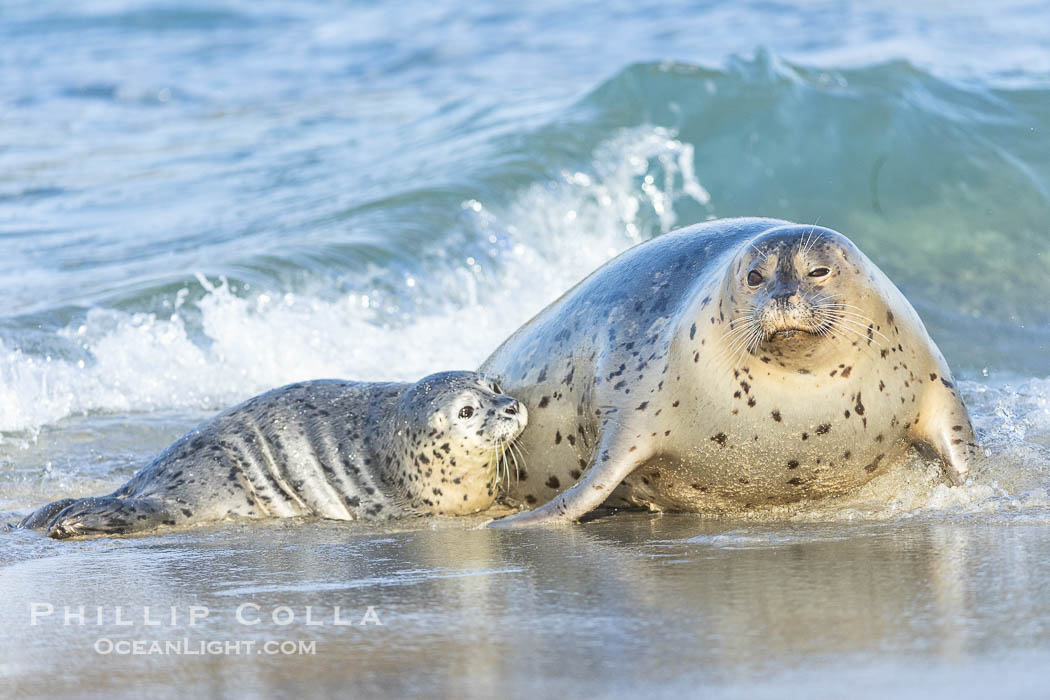 Pacific Harbor Seal Mother and Pup on the Beach in San Diego. They will remain close for four to six weeks until the pup is weaned from its mother's milk. La Jolla, California, USA, Phoca vitulina richardsi, natural history stock photograph, photo id 40213