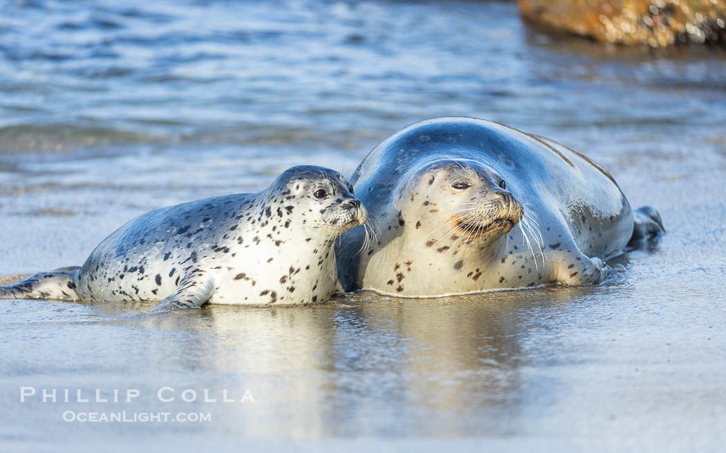 Pacific Harbor Seal Mother and Pup Emerge from the Ocean, they will remain close for four to six weeks until the pup is weaned from its mother's milk. La Jolla, California, USA, Phoca vitulina richardsi, natural history stock photograph, photo id 39078
