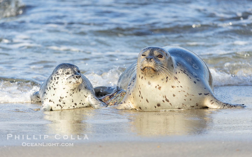 Pacific Harbor Seal Mother and Pup Emerge from the Ocean, they will remain close for four to six weeks until the pup is weaned from its mother's milk. La Jolla, California, USA, Phoca vitulina richardsi, natural history stock photograph, photo id 39118