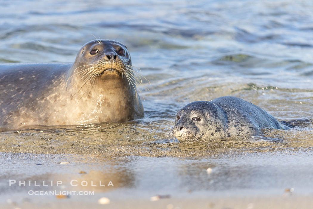 Pacific Harbor Seal Mother and Pup Emerge from the Ocean, they will remain close for four to six weeks until the pup is weaned from its mother's milk. La Jolla, California, USA, Phoca vitulina richardsi, natural history stock photograph, photo id 39108
