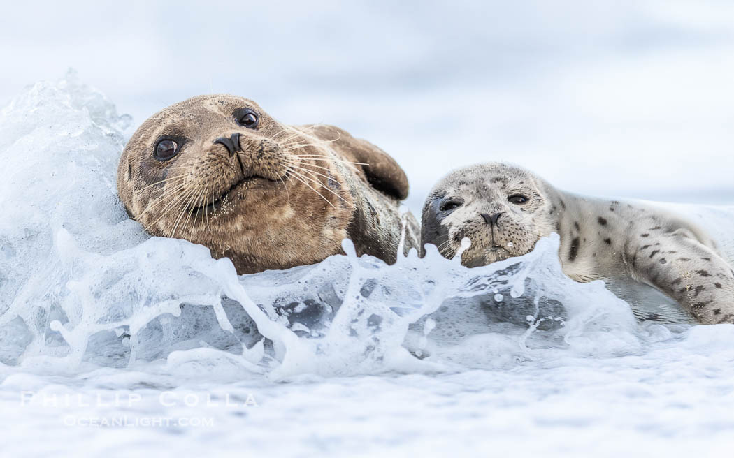 Pacific Harbor Seal Mother and Pup Emerge from the Ocean, they will remain close for four to six weeks until the pup is weaned from its mother's milk. La Jolla, California, USA, Phoca vitulina richardsi, natural history stock photograph, photo id 39091