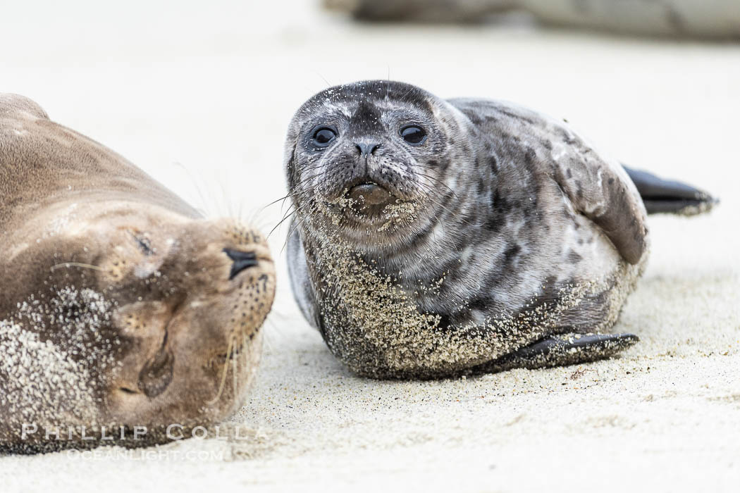 Pacific harbor seal mother and pup, on sand beach in La Jolla. California, USA, Phoca vitulina richardsi, natural history stock photograph, photo id 39079