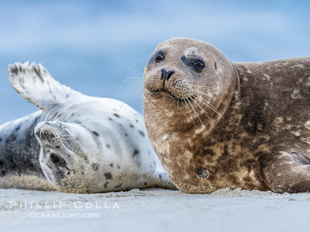 Pacific harbor seal mother and pup, on sand beach in La Jolla. California, USA, Phoca vitulina richardsi, natural history stock photograph, photo id 39087